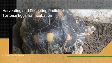 Harvesting and Collecting Radiated Tortoise Eggs