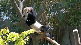 20220127 Panda Kai Kai (凯凯) @ River Wonders Singapore (新加坡河川生态园)