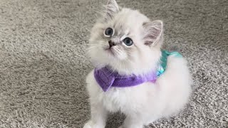 Revealing this year's kitten costumes! by Pearl's Ragdolls 10,416 views 5 months ago 1 minute, 15 seconds