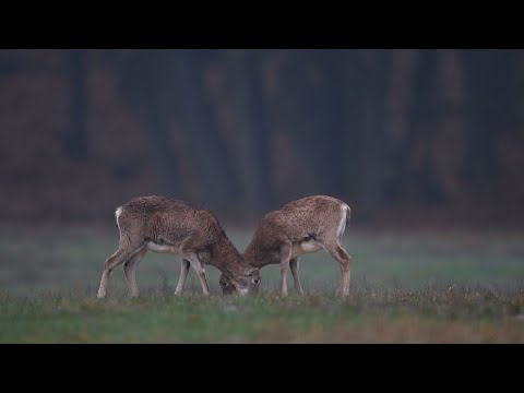 M5 TV – Erdei utakon – Reviczky Gáborral – 2023/46. adás – 2023.11.19.