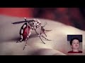 Video Mosquito Yeah Yeah Yeahs
