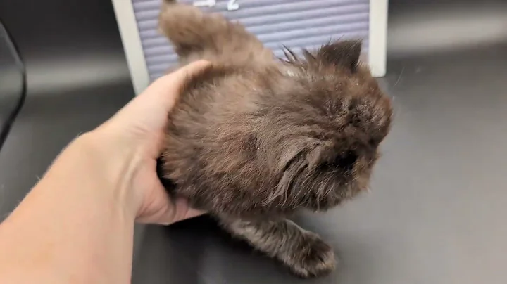 Video 10964251: persian male kitten