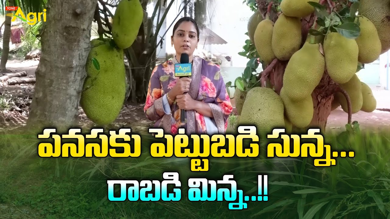 Jackfruit Farming Guide | Panasakaya | పనసకు పెట్టుబడి సున్న.. రాబడి మిన్న..!! Tone Agri