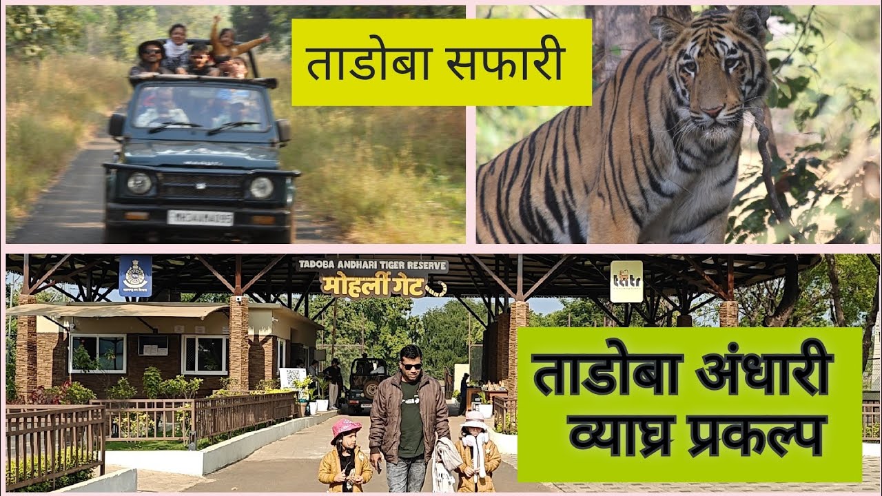 ताडोबा अंधारी व्याघ्र प्रकल्प सफारी... मोहर्ली गेट
