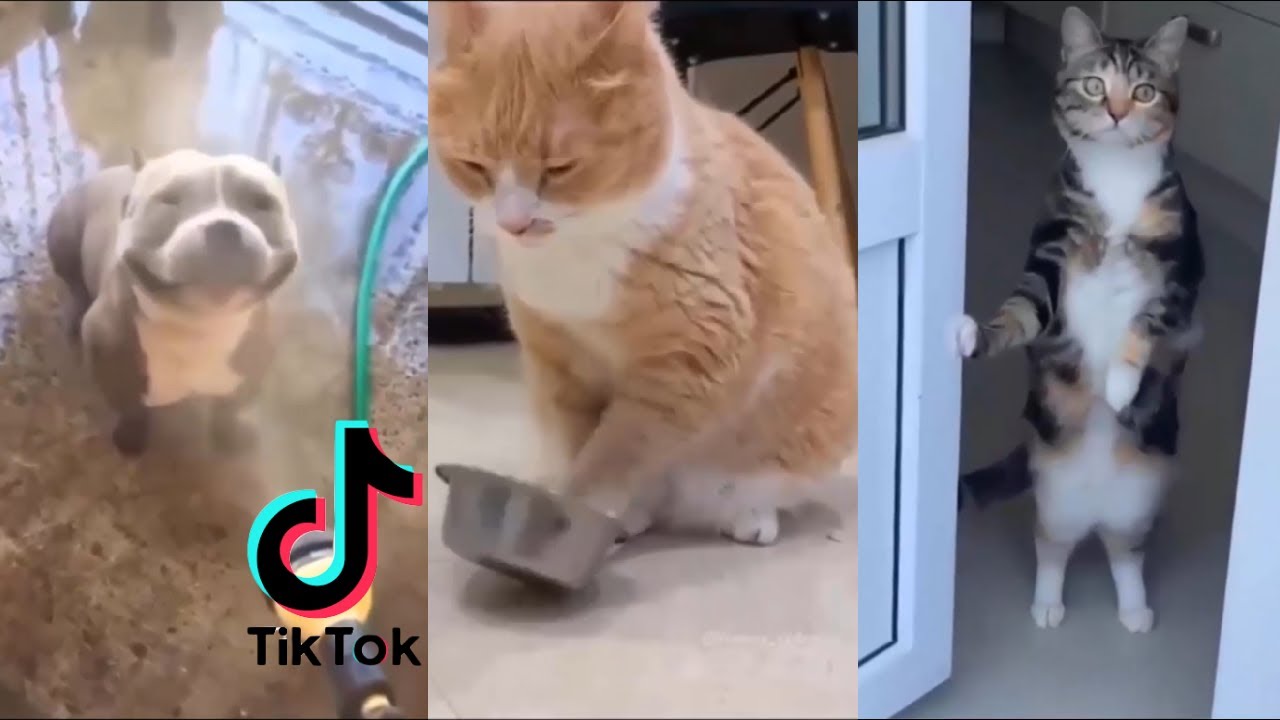 Funny animal compilations from TikTok #1 - YouTube