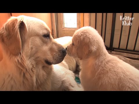 Video: Lance Bass se está cuidando de vuelta a la salud por los cachorros y deseamos poder estar allí