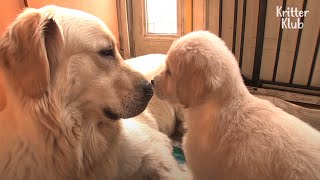 Why Mother Retriever Dog Denies Her Own Pups? (Part 2) | Kritter Klub