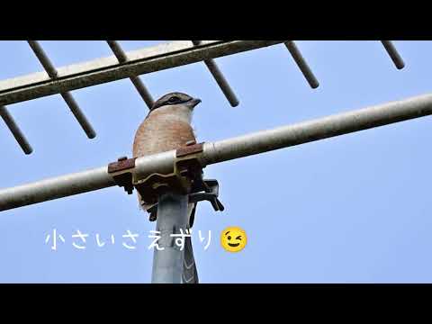 百舌（モズ）さん高鳴き😉