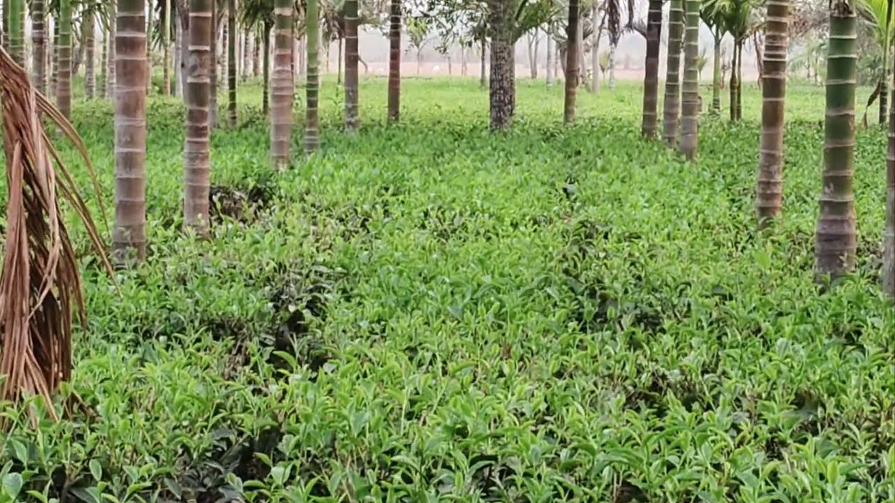 Tea Garden with batelnut 