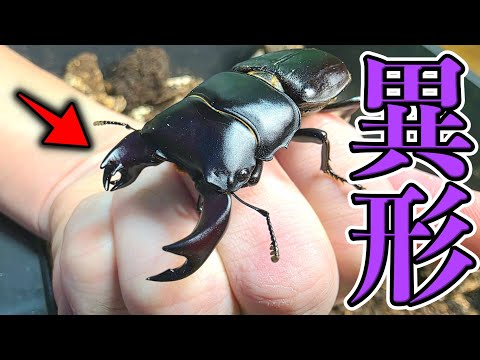 10万匹見てきたなかで1番ヤバい突然変異のクワガタが羽化してきました