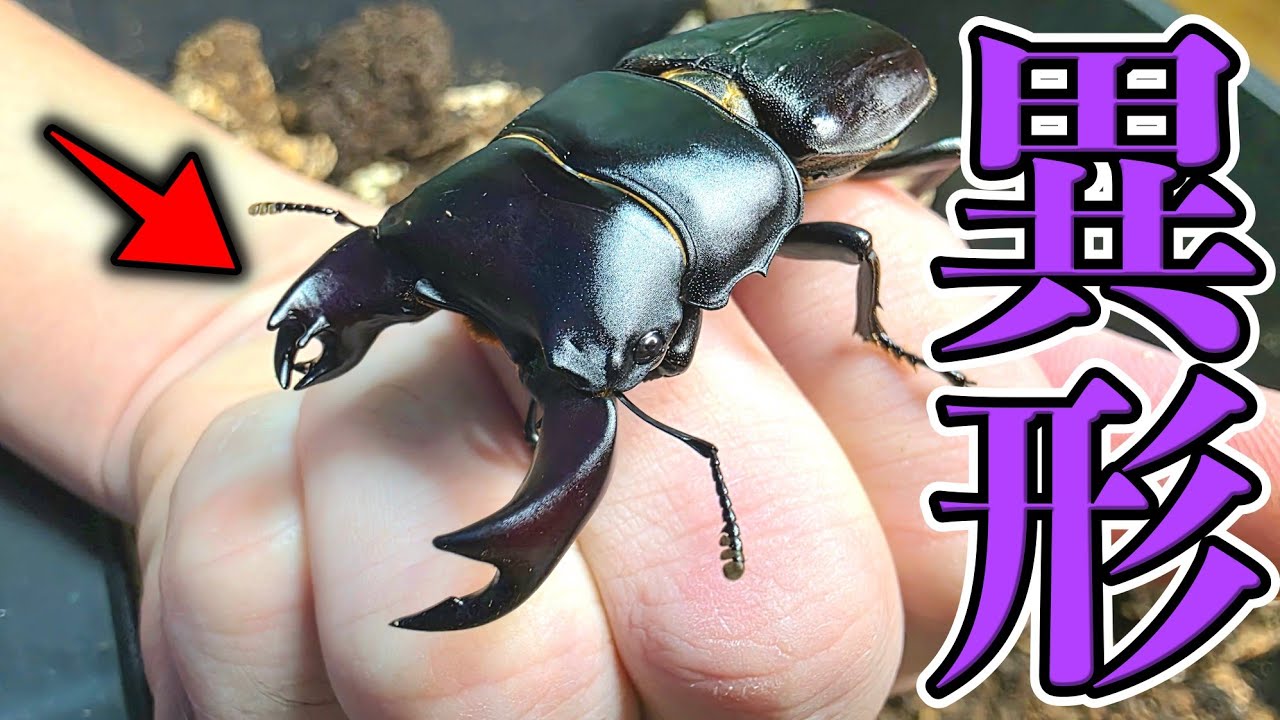 10万匹見てきたなかで1番ヤバい突然変異のクワガタが羽化してきました