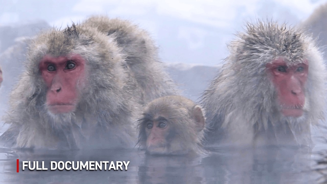 Monkeys: Hot Tubs, Buffets, and Survival Skills | Full Nature