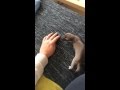 Горностай играется с рукой - Ermine playing with the hand - Hermelin spielt mit der Hand