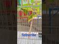 Parrot sound #shortvideo #youtubeshorts #shorts #ytshorts #trending #love #status #short #shortvideo