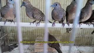 info!!! stokk dan harga burung terbaru Senin 29 April 2024. Malik Jaya sepatan