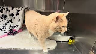 Fibonacci | 1 Year old | Male Domestic Short Hair
