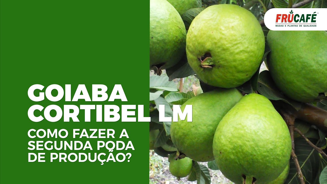 Como Fazer a 2ª Poda de Produção na GOIABA Cortibel LM?