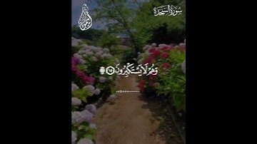 آيات بينات من سورة السجدة بصوت القارئ عبد الرحمن مسعد ❤