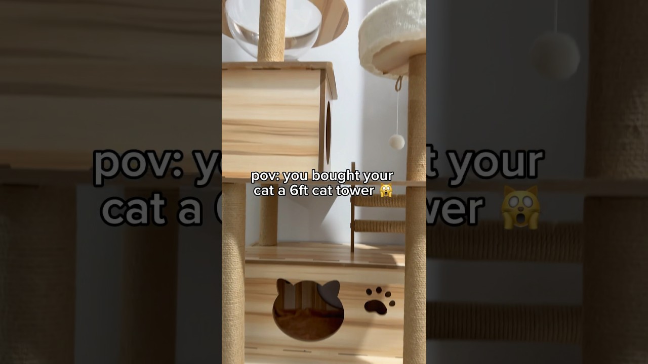 pov: you bought your cat a 6ft cat tower 🙀 funny cat videos | tofu the siamese cat 