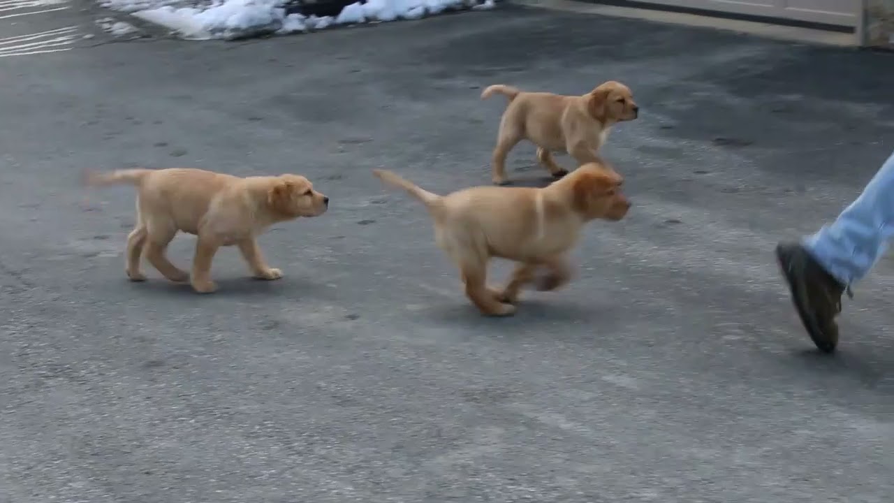 Yellow Lab Puppies For Sale