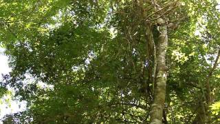 Squirrel Cuckoo Near Iguacu Falls