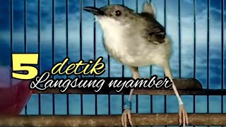 Cukup hitungan 5 detik ciblek bisu langsung nyaut bila dengar suara ciblek gacor ini