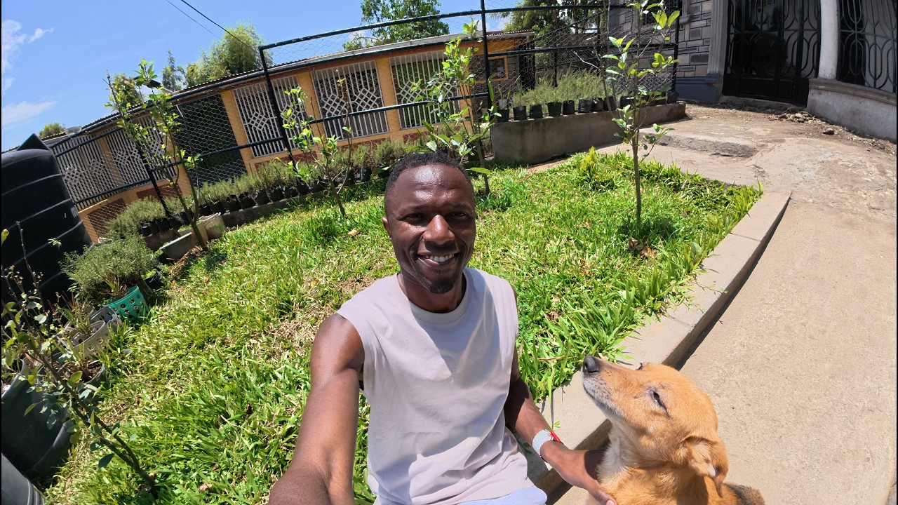 Корректирующая обрезка моих плодовых деревьев (яблони вамбугу, драконий фрукт и грейпфрут).