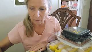 Candling My Turkey Eggs: How Many Will Make It?