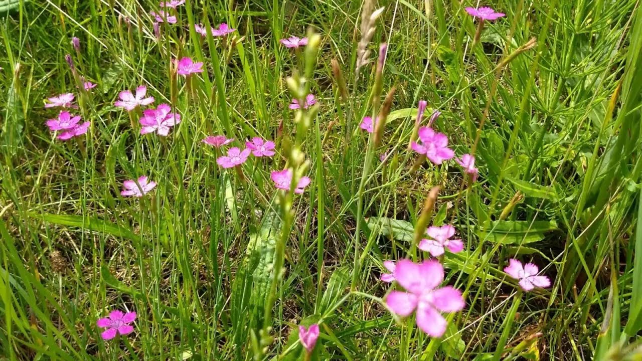 Цветы Гвоздика. Гвоздика.Полевая гвоздика. Feldnelke. Field carnation ...