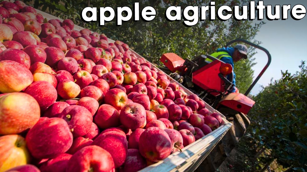 How American Farmers Produce And Harvest Billions Of Apples Every Year