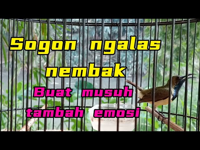 SOGON NGALAS NEMBAK !! buat musuh emosi #sogongacor #sogonngleper #sogonnembakpanjang class=