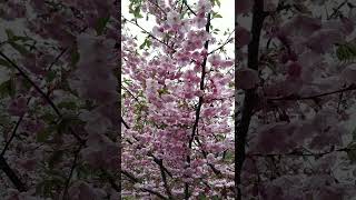 Цвітіння сакури в парку "Перемога"