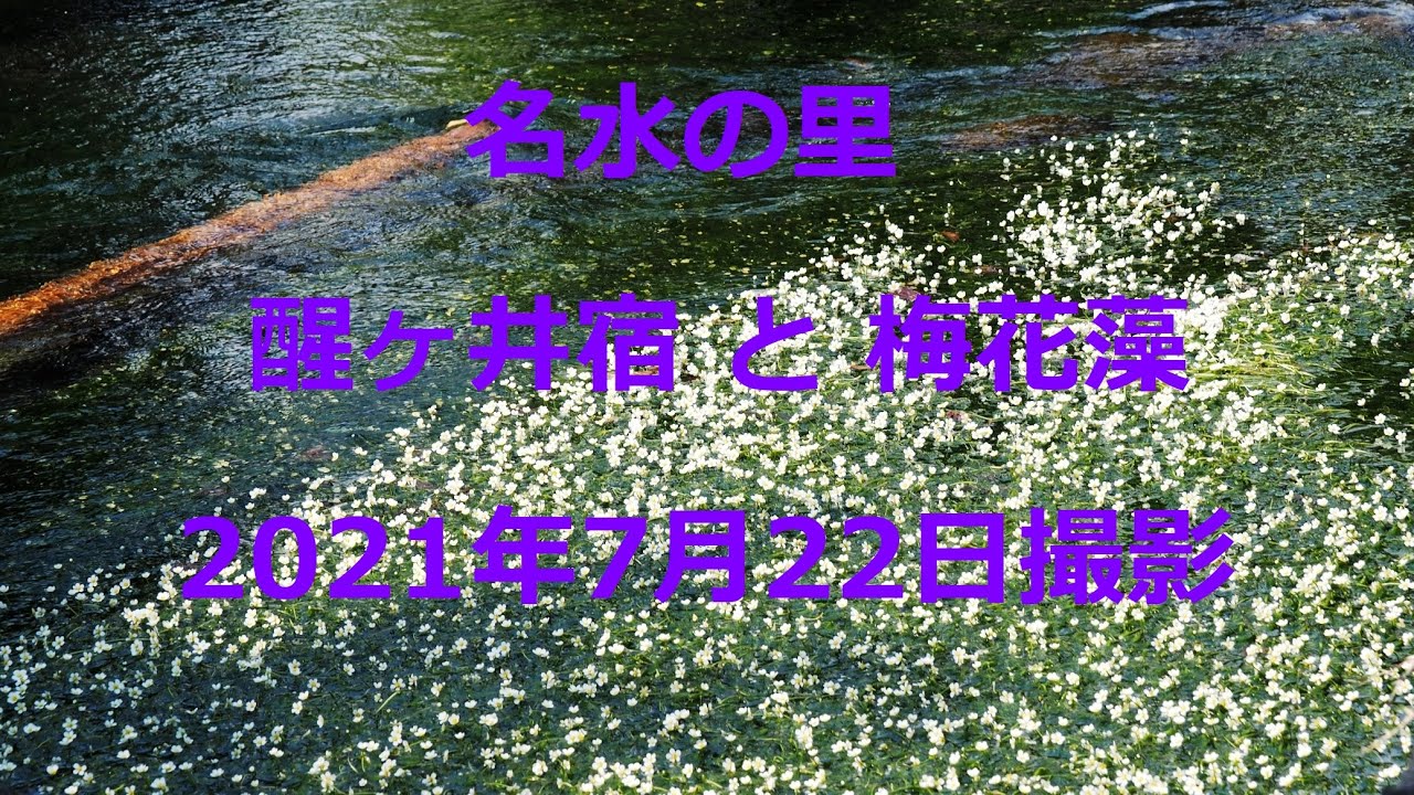 名水の里 醒ヶ井宿と梅花藻 21年7月22日撮影 魚 自然 田舎 旅をオヤジが撮影
