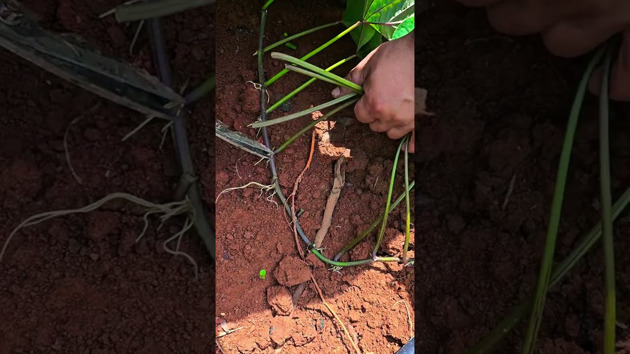 #MyDreamRuralLife #satisfying #creativesurvival #farming #gardening #garden #easyfarming