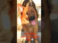 facts about german shepherd dog 🐶 || #germanshepherd #youtube #viral #doglove #pets #adorabledog
