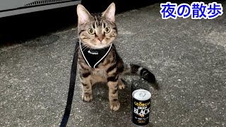 猫と深夜のお散歩デートをしたら楽しすぎたw