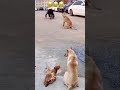 Funny dog dance dog reel dogs funny