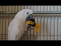 Cockatoo prepares for a vet visit