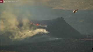 Apr 24, 2024: Great black-backed gull circling in front of cam at Iceland Sundhnuksgigar volcano