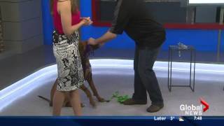 Global Morning News Dog Talk Apr 9 w/ Tristan Flynn screenshot 2