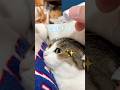 夏の疲れ目に目薬キモティー😹✨💧👁️ #目薬 #疲れ目 #猫の目薬 #ねこのいる生活 #猫好きさんと繋がりたい #shorts