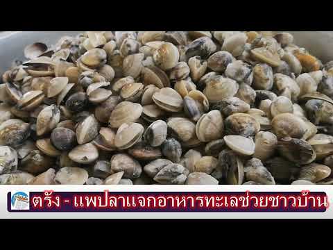 ตรัง แพปลากันตังแจกอาหารทะเลช่วยชาวบ้านลดค่าครองชีพ