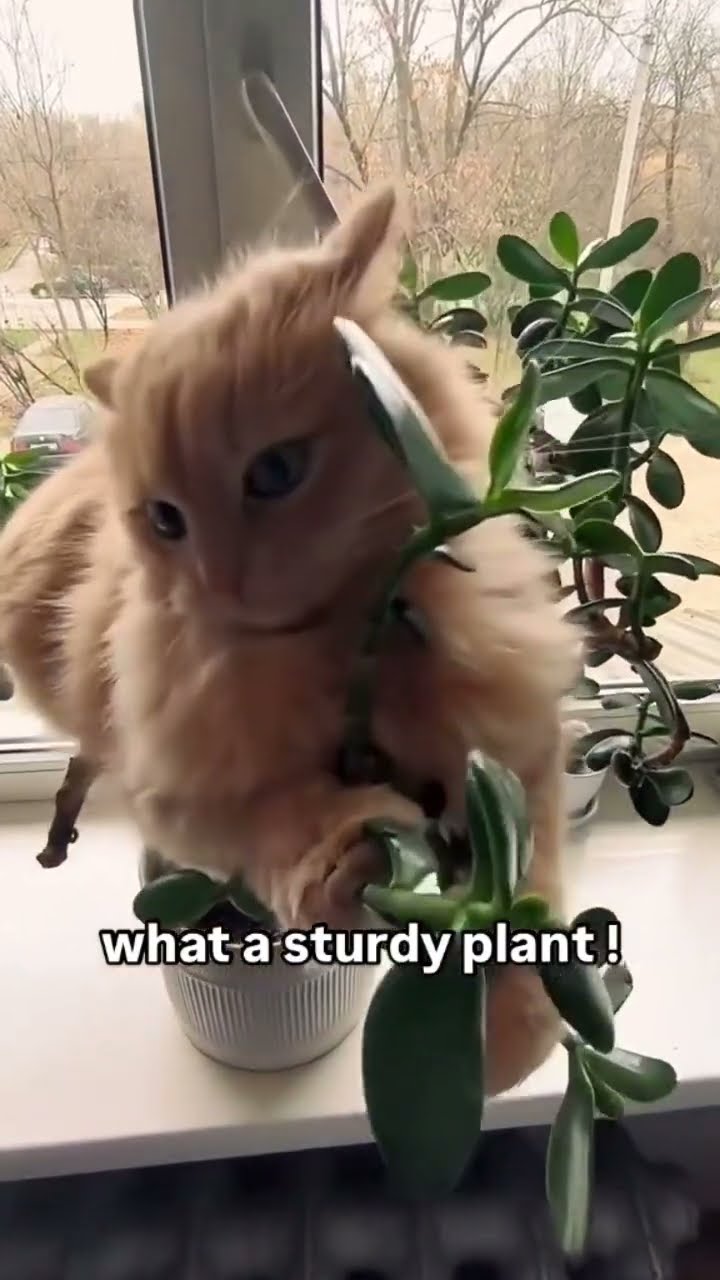 Plant sturdy asf it ain’t holding nun but a Kittyo