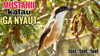 toet toet suara cendet gacor PAGI SIANG SORE sangat efektif buat Pancingan cendet diam agr cpt bunyi