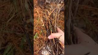 🔥Starting a fire with pine sap and SOAKING WET twigs!🔥 #shorts