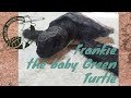 Frankie, the baby Green Turtle