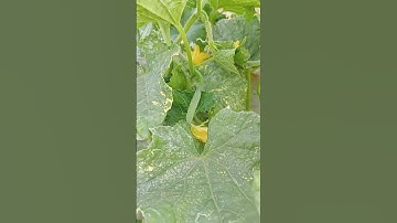 Cucumber Fruiting #shorts #shortvideo #youtube #youtubeshort #satisfying #farming #cucumber #farming