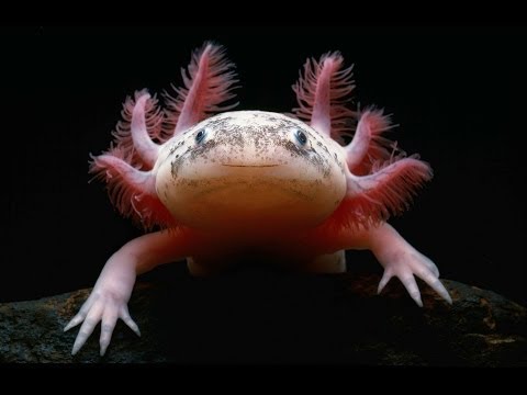 Video: Axolotl - Ambystoma Mexicanum Sürünən Cinsi Hipoallergen, Sağlamlıq Və ömür Müddəti