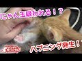 離乳の出来ていない子猫がちゅぱちゅぱするハプニングがかわいい