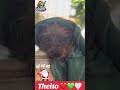 Theito garroneitor 🐶🤣 #peluqueríacanina #superpet #puppy #love